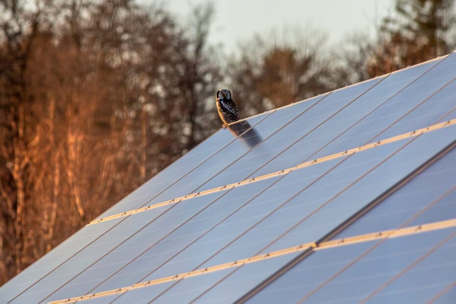 Coruja sobre painéis solares