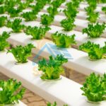 Hidroponia Solar: Avanços e Sustentabilidade na Produção de Alimentos Verdes