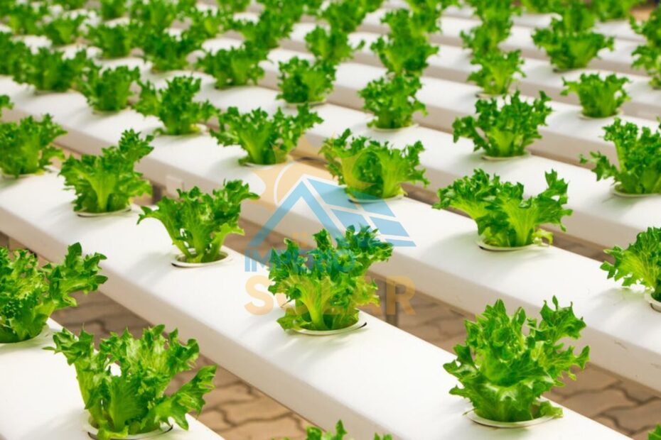 Hidroponia Solar: Avanços e Sustentabilidade na Produção de Alimentos Verdes